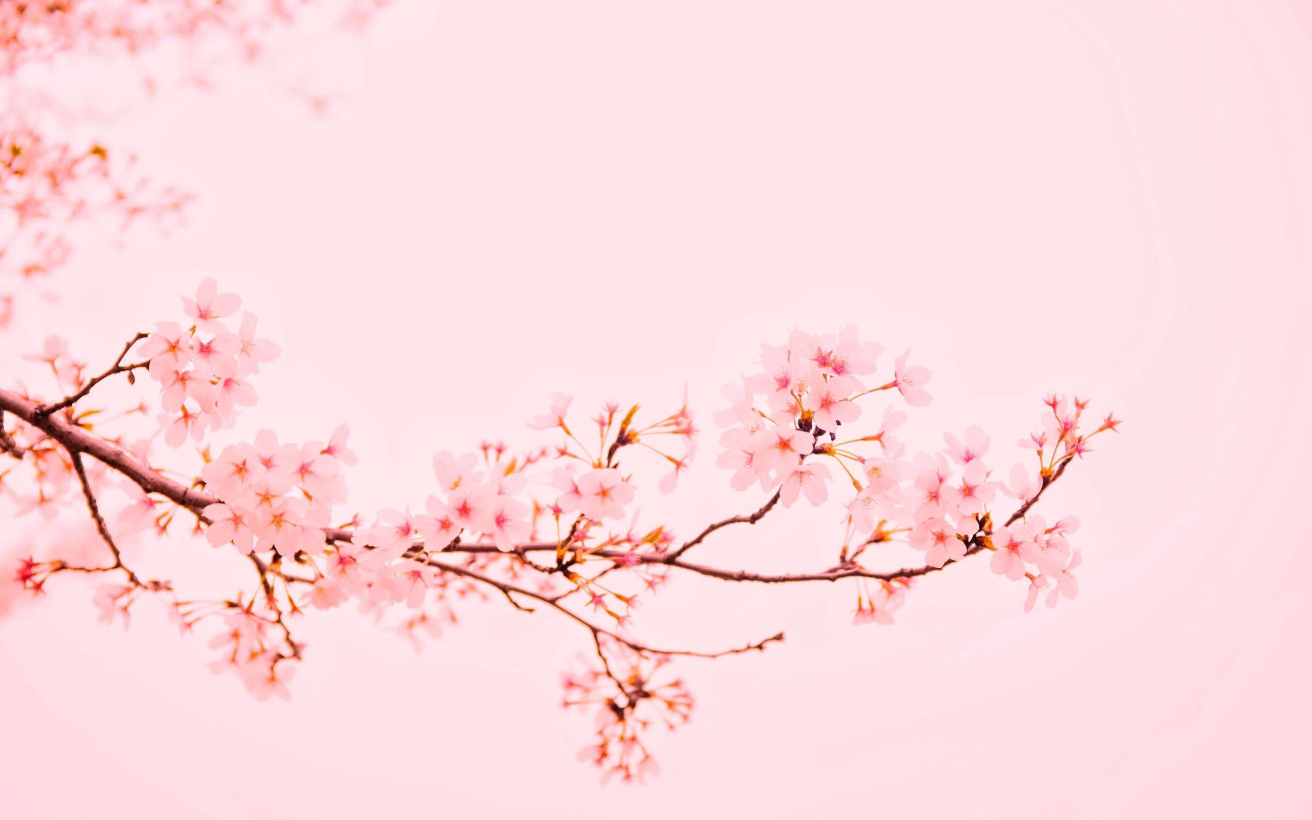 background hồng hoa giấy nghệ thuật 50+ Background Hồng Pastel Đẹp, Nhẹ Nhàng